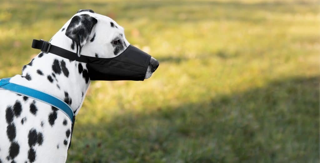 A Secretaria de Saúde de Rio das Ostras orienta a população quanto ao fluxo de atendimento às pessoas que sofrem acidentes envolvendo animais silvestres e domésticos, como mordeduras e arranhões. Ferimentos superficiais em tronco e membros são considerados acidentes leves. Os acidentes graves são ferimentos nas mucosas, cabeça, mãos ou pés, múltiplos pelo corpo, profundos ou aqueles causados por animais silvestres. VACINAÇÃO - Segundo o Ministério da Saúde, não há indicação para vacinação em caso de acidentes envolvendo animais passíveis de observação (como cães e gatos, que são animais que podem ser observados para detectar sinais de raiva, por exemplo). Já os acidentes que necessitam de vacinação são aqueles envolvendo animais silvestres (morcegos, gambás, micos, capivaras, entre outros), assim como os causados por bovinos, equinos, caprinos, suínos e ovinos. ATENDIMENTO – Em caso de acidentes envolvendo animais, de segunda a sexta, os moradores devem procurar as unidades de Saúde Básica ou de Estratégia de Saúde da Família mais próxima de sua residência para uma avaliação com profissional de saúde. Nos finais de semana e feriados, os pacientes adultos devem ser direcionados à UPA ou ao Pronto Socorro. As crianças devem ser direcionadas à Emergência Pediátrica, no Hospital Municipal, para avaliação com profissional de saúde.